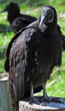 Black Vultures - Wildlife State Park