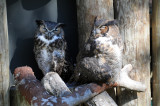 Owls - Wildlife State Park