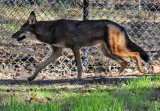 Red Wolf - Wildlife State Park