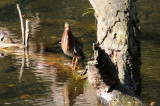 Green Heron - Wildlife State Park