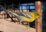 Pine Warblers or Dendroica pinus