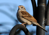 White Throated Sparrow