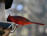 Cardinal