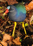 Gallinule -Venetian Gardens