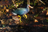 Gallinule -Venetian Gardens