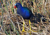 Gallinule -Venetian Gardens