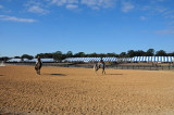 Horses in the Sun Show Preparations