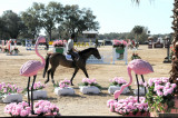 Horses in the Sun Show Preparations