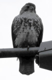 Hawk on Lamp Post