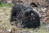 Rooster Vistors