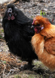 Rooster Vistors