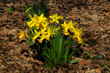 Daffodils in Bloom near Sheeps Meadow