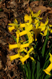 Daffodils in Bloom near Sheeps Meadow