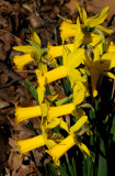 Daffodils in Bloom near Sheeps Meadow