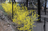 Forsythia in Bloom