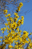 Forsythia in Bloom