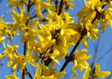 Forsythia in Bloom