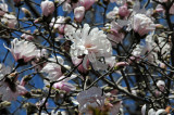 Magnolia Tree Blossoms