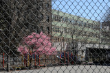 Prunus Tree Blossoms at P.S. 41 Playground