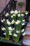 Daffodils