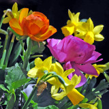 Ranunclus & Daffodils