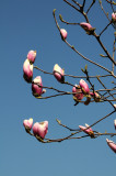 Magnolia Tree Blossoms