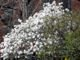 Magnolia Tree in Bloom