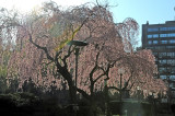 Weeping Cherry Tree Blossoms