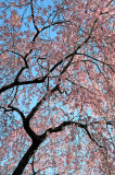 Weeping Cherry Tree Blossoms