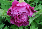 Tree Peony