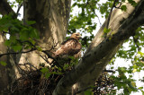 Red Tailed Hawks Nest