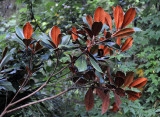 Magnolia Tree Foliage