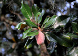 Magnolia Tree Seed Pod