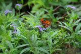 Gulf Fritillary Butterfly - Agraulis vanillae