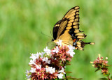 Giant Swallowtail Butterfly - Papilio cresphontes