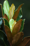 Magnolia Foliage