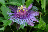 Passion Flower