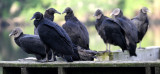Black Vultures - Coragyps atratus