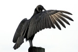 Black Vulture - Coragyps atratus
