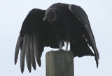 Black Vulture - Coragyps atratus