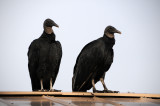 Black Vultures - Coragyps atratus