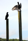 Black Vultures - Coragyps atratus
