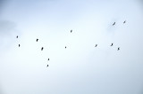 Turkey Vultures in Flight