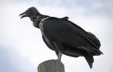 Black Vulture - Coragyps atratus