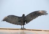 Black Vulture - Coragyps atratus