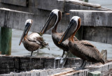 Pelicans