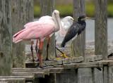 Spoonbill - Roseate Spoonbill or Ajaia ajaja