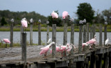 Spoonbill - Roseate Spoonbill or Ajaia ajaja