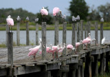 Spoonbill - Roseate Spoonbill or Ajaia ajaja