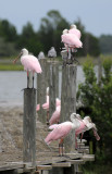 Spoonbill - Roseate Spoonbill or Ajaia ajaja